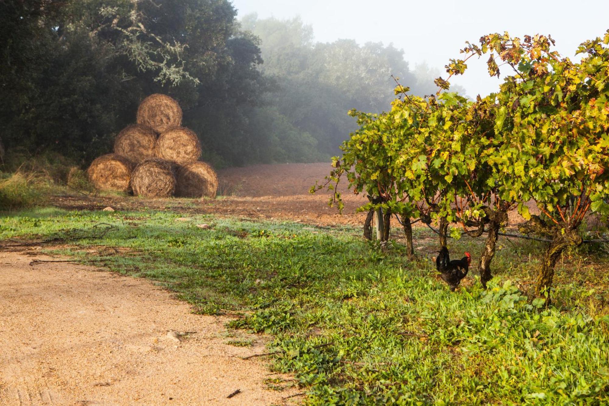 Oliver Moragues Grandhouse & Vineyard Algaida  Exteriör bild