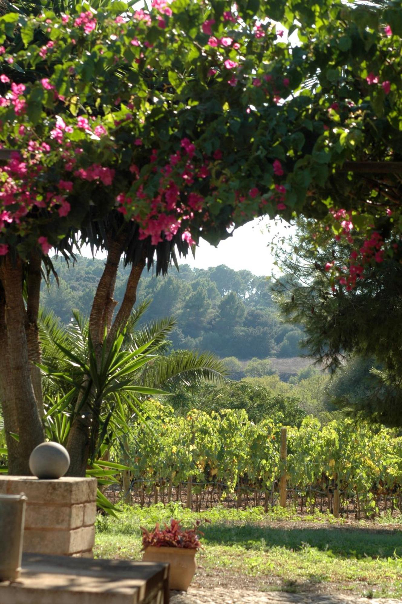 Oliver Moragues Grandhouse & Vineyard Algaida  Exteriör bild